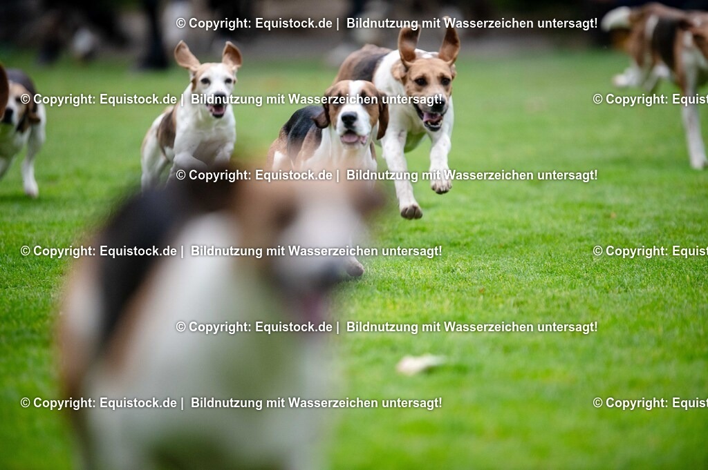 20250606_Lange-Pferdenacht_0463 | Foto: Thomas Hartig