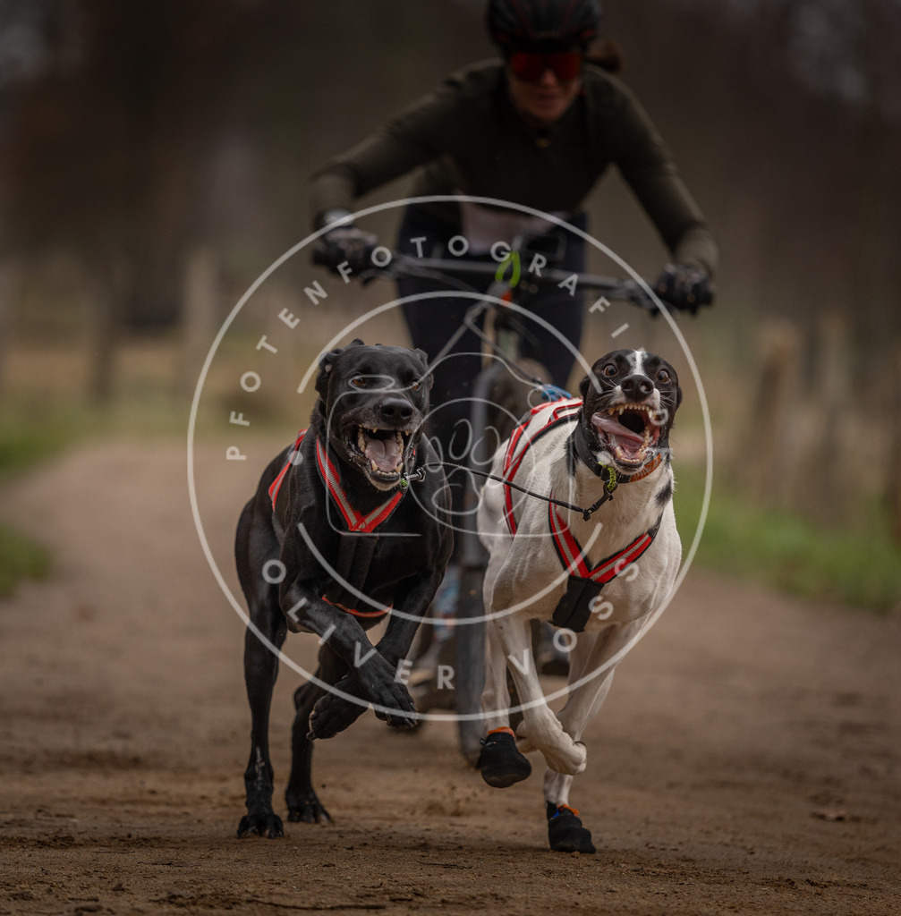 Pfotenfotografie_DV3A3173 | Hundefotografie, Tierfotograf, Pfotenfotografie, Fotoshooting Hund, Hunde Portrait, Hundesport, Hundeportraits, Heideshooting, Hunde, Sportfotograf, Hundefotograf, Turnierhundsport, THS,  - Realisiert mit Pictrs.com