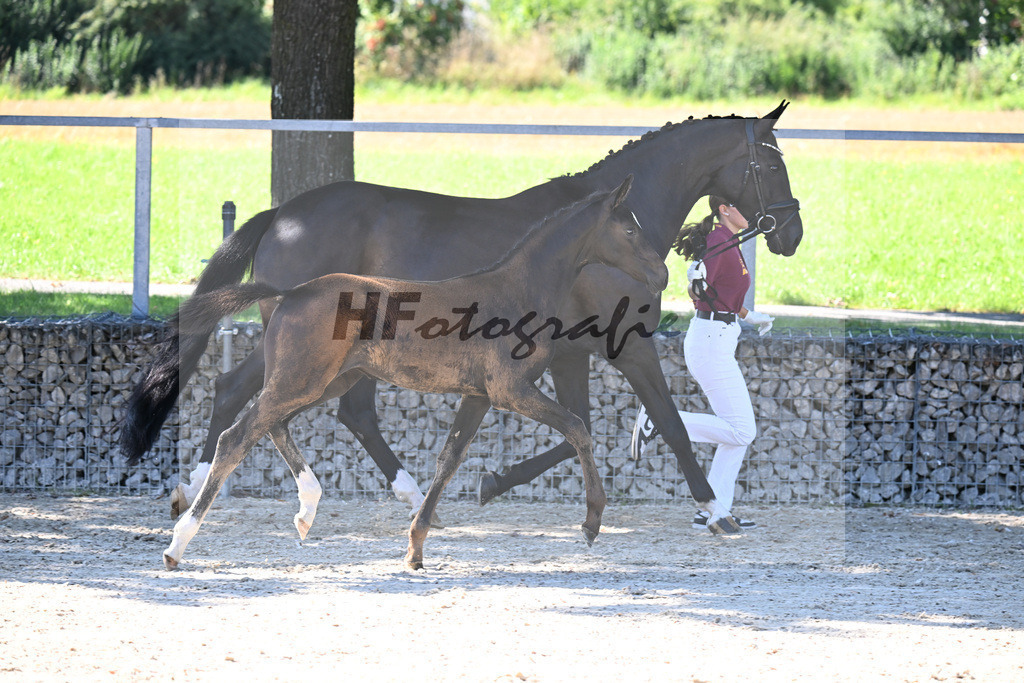 Kat-Nr. 5 Diamantenglanz x Foundation_SF_ZG Weiss u Moldenhauer_26250061 | hf-fotografie - Realisiert mit Pictrs.com