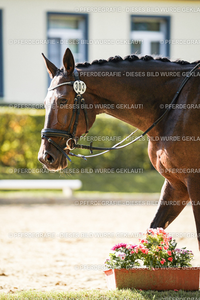 DSC06900 | Pferdegrafie