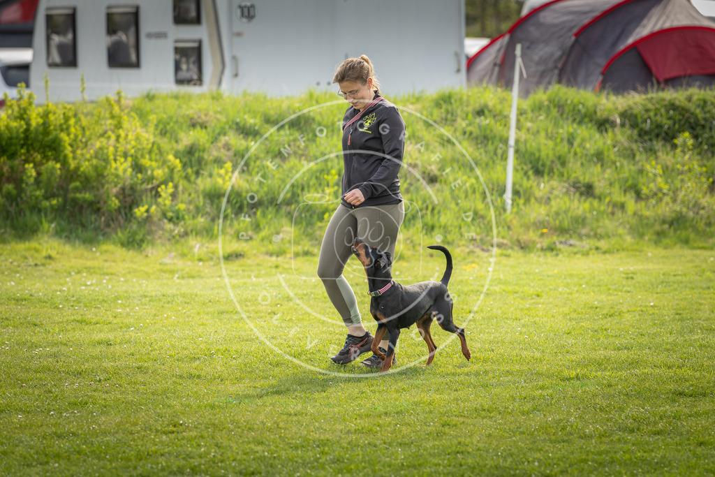 Pfotenfotografie_DV3A4999 | Hundefotografie, Tierfotograf, Pfotenfotografie, Fotoshooting Hund, Hunde Portrait, Hundesport, Hundeportraits, Heideshooting, Hunde, Sportfotograf, Hundefotograf, Turnierhundsport, THS,  - Realisiert mit Pictrs.com
