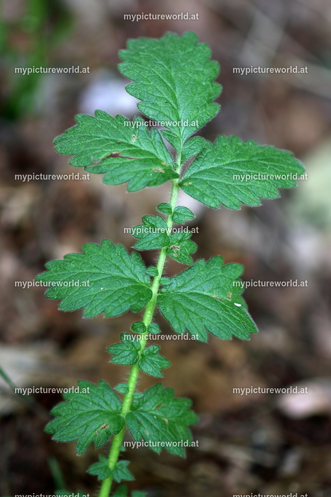 Gewöhnlicher Odermennig-007 | Das Bilderarchiv über Tiere, Planzen und Landschaften. In der Bilddatenbank finden Sie ein große Auswahl an hochwertigen Bilder für Ihre Werbung - Realisiert mit Pictrs.com