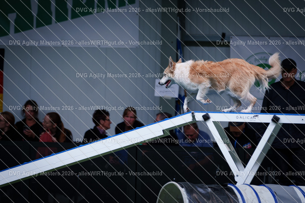 allesWIRTHgut_Tierfotografie-DVG_Agility_Masters_2026-12_36-7R502631 | Professionelle Tierfotografie in Mönchengladbach von Daniel Wirth (allesWIRTHgut). Liebevolle & natürliche Bilder von Hunden & Katzen für unvergessliche Erinnerungen.