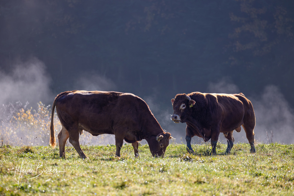 Kuh und Bulle auf Weide im Morgendunst | Kuh und Bulle auf Weide im Morgendunst - Realisiert mit Pictrs.com