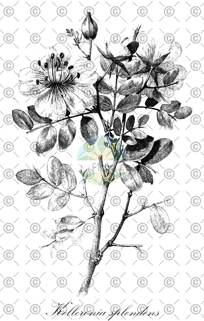 HistAbb_EMP_7000265_1_SIMPLE | Historische Abbildung von Kelleronia splendens - Zygophyllaceae | Historical Illustration of Kelleronia splendens - Zygophyllaceae
