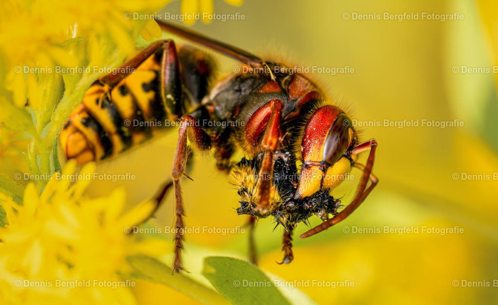 Europäische Hornisse vs. Hummel | Entdecken Sie Natur, Makro und Tierfotografie von Dennis Bergfeld.Besondere Momente und Details der Natur, hochwertig als Foto und Wandbild erhältlich. - Realisiert mit Pictrs.com