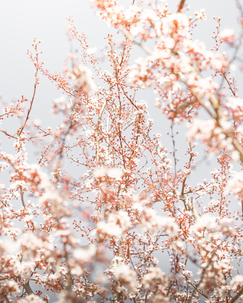 Der Frühling | Ich bin ein Fotograf aus Berlin und fotografiere aus Spaß an der Freude :) Meinen Motiven setze ich keine thematischen Grenzen. Somit bin ich beispielsweise in der Tierfotografie, Landschaftsfotografie, Sportfotografie sowie Streetphotography anzutreffen.