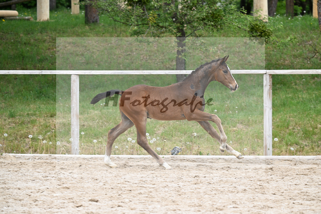 Kat-Nr. 33 HF Sebastino PS x Apache_Blessing_24260744 | hf-fotografie - Realisiert mit Pictrs.com