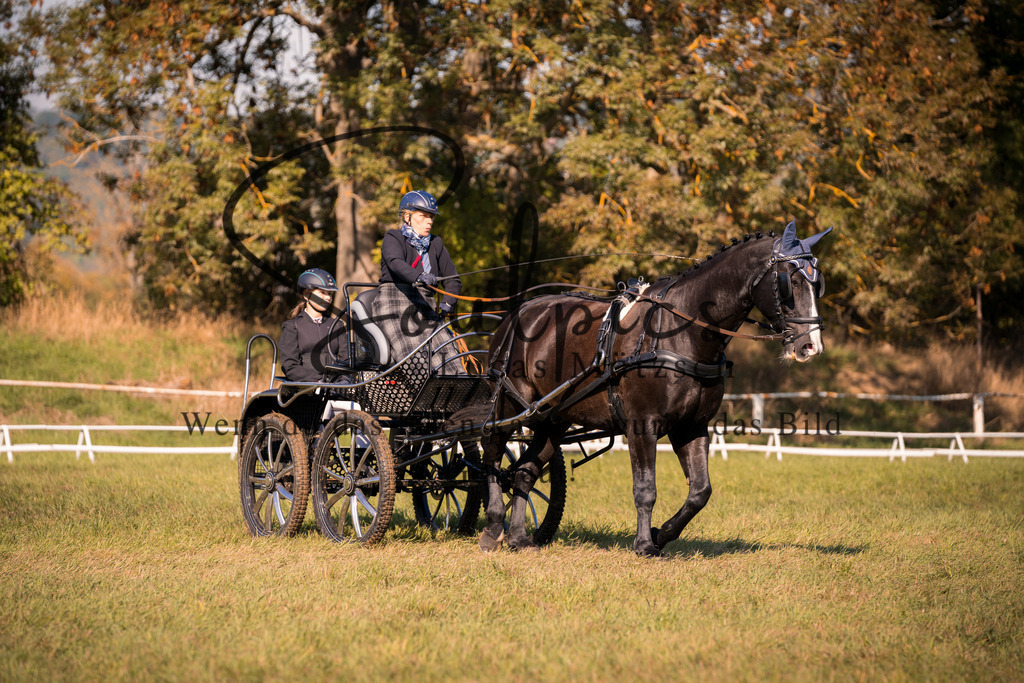 A7V04234 | Pferdefotograf