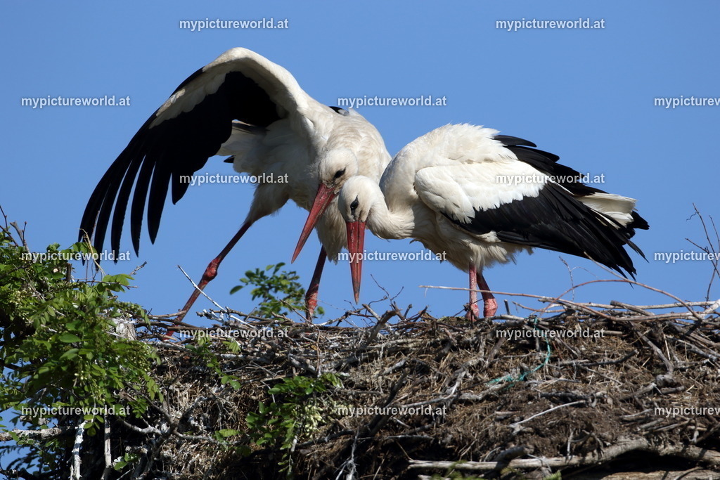 Weißstorch-078 | Das Bilderarchiv über Tiere, Planzen und Landschaften. In der Bilddatenbank finden Sie ein große Auswahl an hochwertigen Bilder für Ihre Werbung - Realized with Pictrs.com