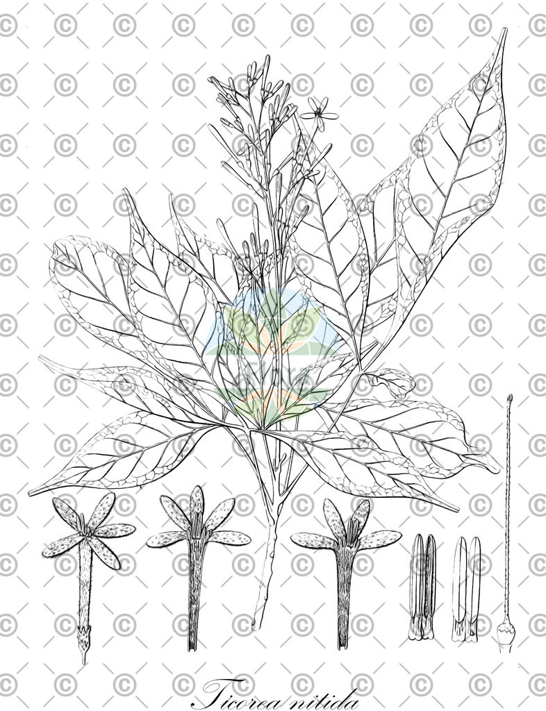 HistAbb_wfo-0000786983_3_ENZY_Simple | Historische Abbildung von Ticorea nitida - | Historical Illustration of Ticorea nitida - 