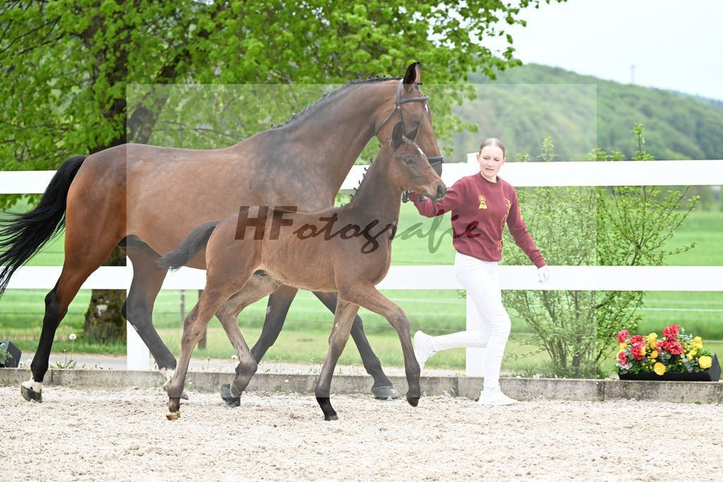 Kat-Nr. 28 HF Fair Deal x Dante Weltino_Locher_23260988 | hf-fotografie - Realisiert mit Pictrs.com