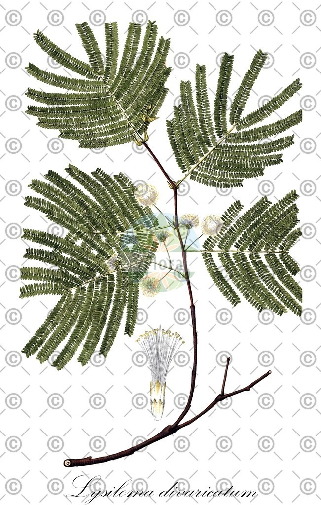 HistAbb_wfo-0001228882_1_ENZY_Simple | Historische Abbildung von Lysiloma divaricatum - Fabaceae | Historical Illustration of Lysiloma divaricatum - Fabaceae