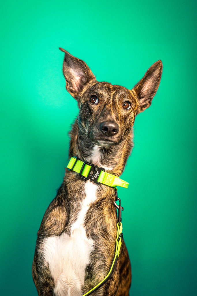 allesWIRTHgut Tierfotografie - 7IV04610 | Professionelle Tierfotografie in Mönchengladbach von Daniel Wirth (allesWIRTHgut). Liebevolle & natürliche Bilder von Hunden & Katzen für unvergessliche Erinnerungen.