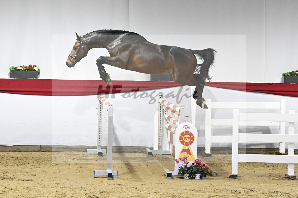 Kat-Nr. 45 v. Million Dollar_Pferdezucht Joos_63221115 | hf-fotografie - Realisiert mit Pictrs.com