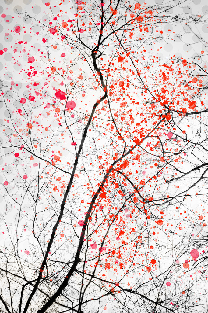 Feuerblütenbaum 1 | Foto eines wunderschönen Baumes im Frühling... mit roten und orangefarbenen Farbspritzern versehen. Digitale Collage.   - Realisiert mit Pictrs.com