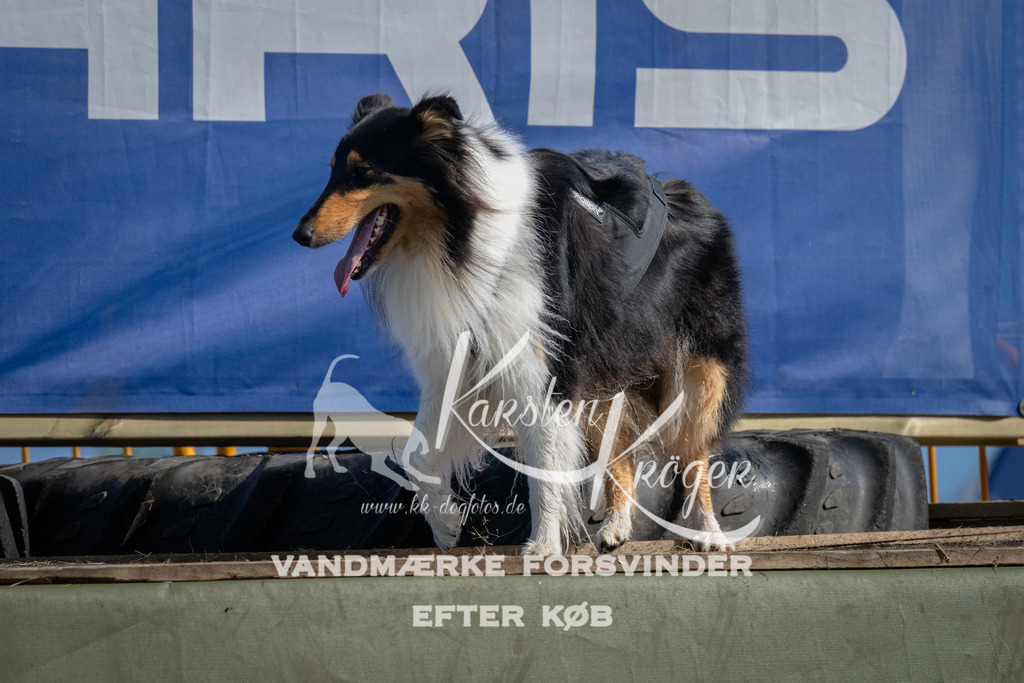 1036_ZZ98852 | kk-dogfotos