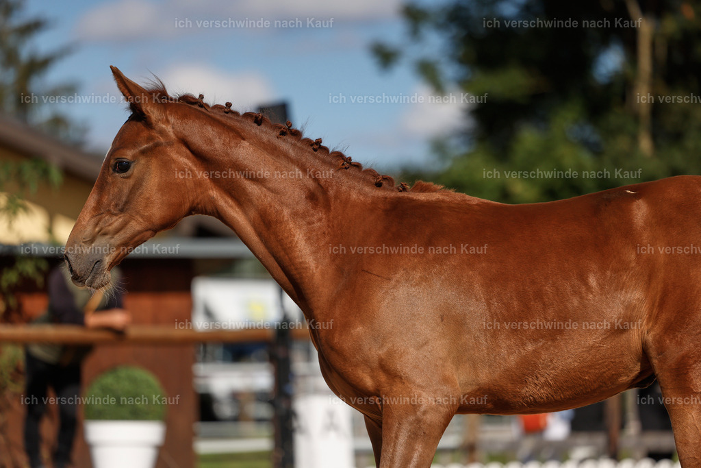 _AM19172 | working equitationturnier fotograf videograf stoibphotography marixx film working equitation deutschland reitsport turnierfotografie eventfotografie equestrian events