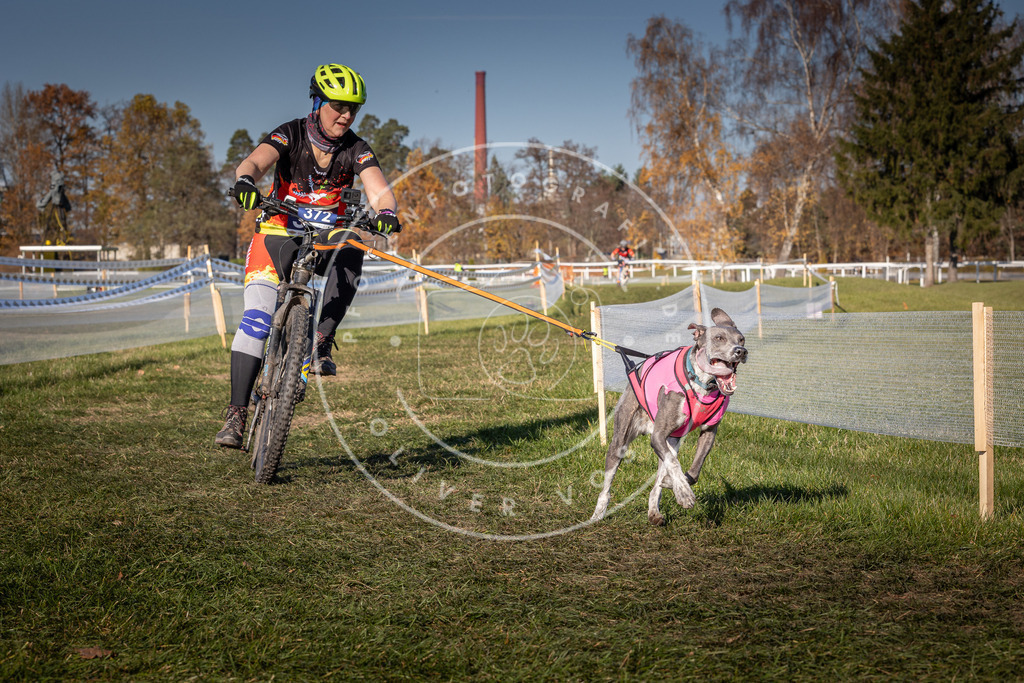 CaniXpix_0L8A6466 | Hundefotografie, Tierfotograf, Pfotenfotografie, Fotoshooting Hund, Hunde Portrait, Hundesport, Hundeportraits, Heideshooting, Hunde, Sportfotograf, Hundefotograf, Turnierhundsport, THS,  - Realisiert mit Pictrs.com