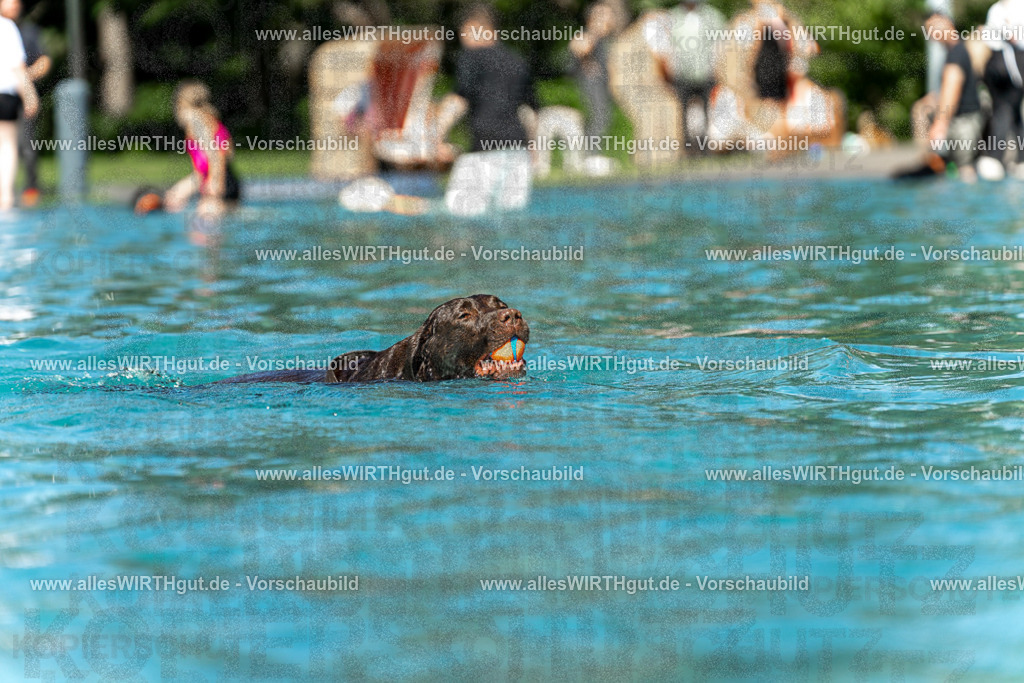 Hundeschwimmen_Volksbad_2026-allesWIRTHgut_Tierfotografie-2609061311-7R500601 | Professionelle Tierfotografie in Mönchengladbach von Daniel Wirth (allesWIRTHgut). Liebevolle & natürliche Bilder von Hunden & Katzen für unvergessliche Erinnerungen.
