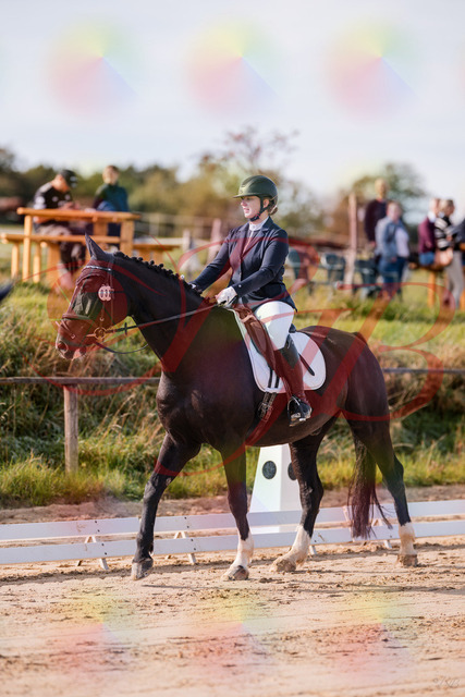 2026_10_03_Siefer-Hof_113247_Z81_78940036 | Professionelle Reitsport-, Turnier- und Eventfotografie von Robert Broda. Galerien mit ausgewählten und bearbeiteten Bildern direkt online ansehen und bestellen.