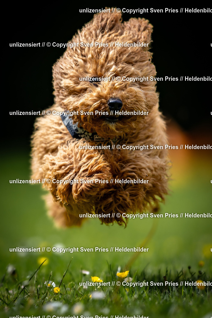 Sven Pries | 2026-05-14 - Hunderennen KA Durlach Vatertag 2026 - Realisiert mit Pictrs.com