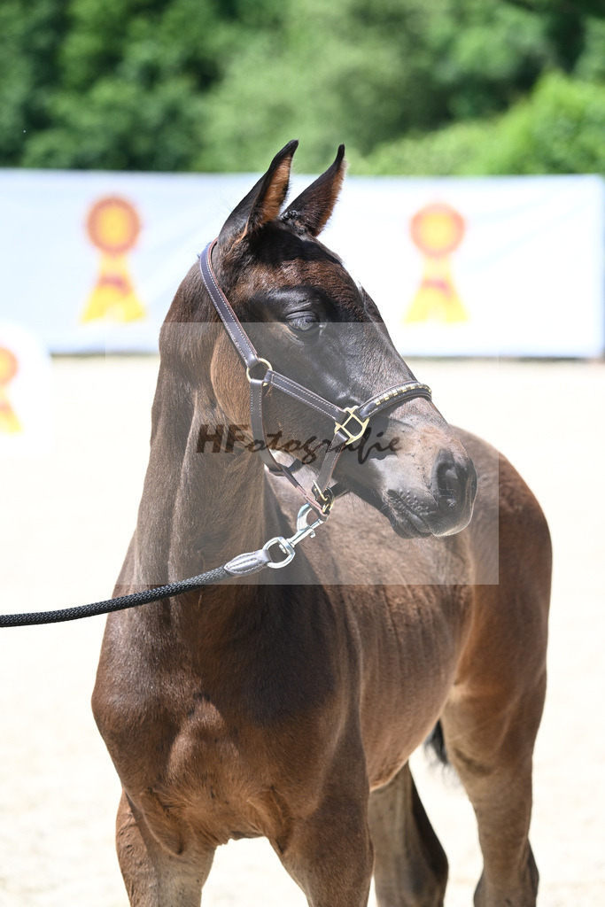 Kat-Nr. 17 SF Chubakko_Mayer_15230409 | hf-fotografie - Realisiert mit Pictrs.com