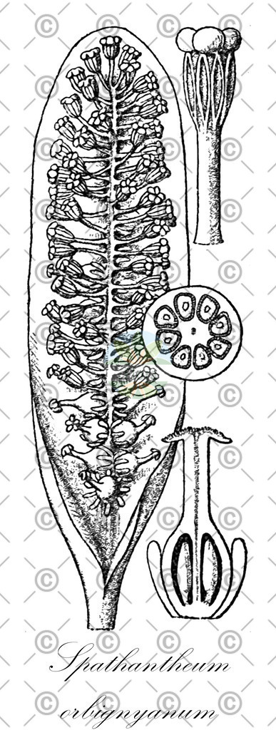 HistAbb_wfo-0000492126_1_ENZY_Simple | Historische Abbildung von Spathantheum orbignyanum - Araceae | Historical Illustration of Spathantheum orbignyanum - Araceae
