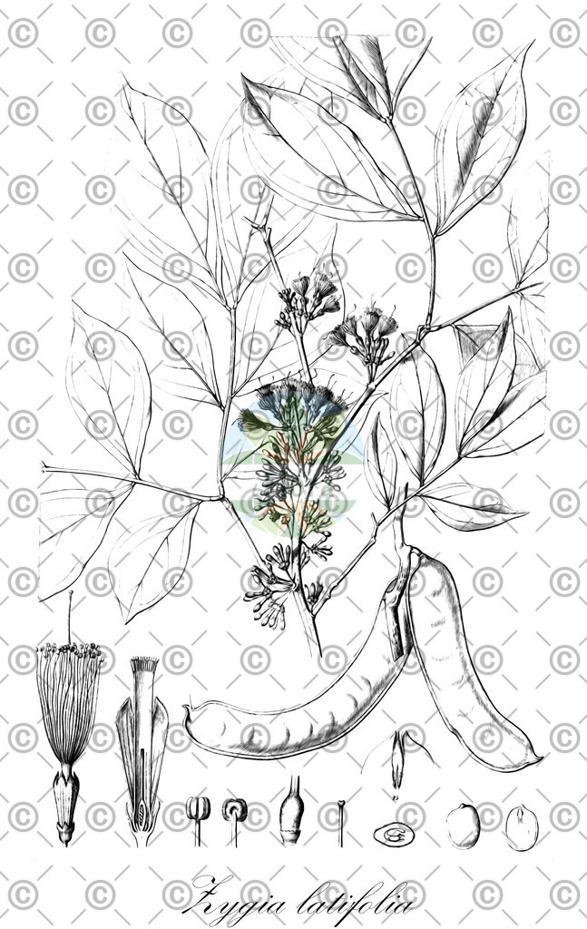 HistAbb_wfo-0000908082_2_ENZY_Simple | Historische Abbildung von Zygia latifolia - Fabaceae | Historical Illustration of Zygia latifolia - Fabaceae