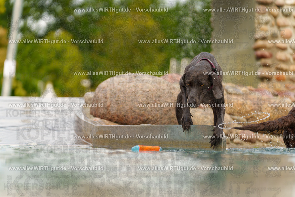 Hundeschwimmen_Grefrath_2026-allesWIRTHgut_Tierfotografie-11_08-7R503120 | Professionelle Tierfotografie in Mönchengladbach von Daniel Wirth (allesWIRTHgut). Liebevolle & natürliche Bilder von Hunden & Katzen für unvergessliche Erinnerungen.