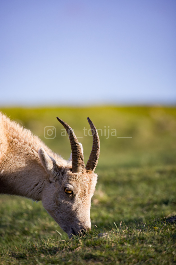 A.Trupina | antonija-trupina - Realisiert mit Pictrs.com