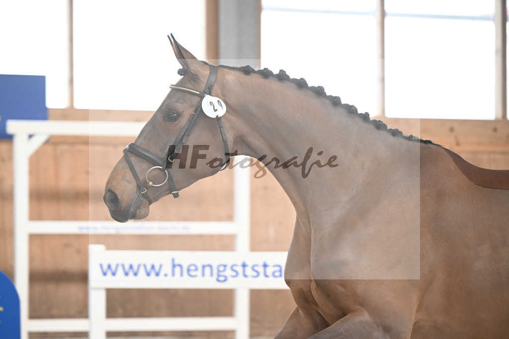 Kat-Nr. 29 Sweet Caroline v. Denzel v h Meulenhof_Pobitzer_14260684 | hf-fotografie - Realisiert mit Pictrs.com