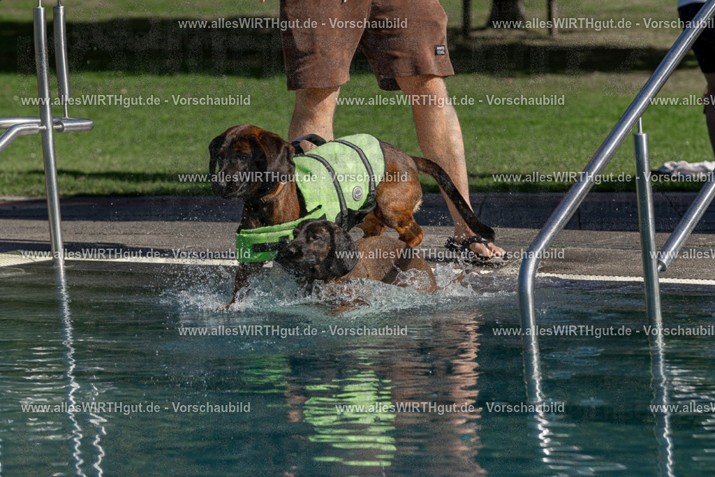 Hundeschwimmen_Volksbad_2026-allesWIRTHgut_Tierfotografie-2609061607-FAY07367 | Professionelle Tierfotografie in Mönchengladbach von Daniel Wirth (allesWIRTHgut). Liebevolle & natürliche Bilder von Hunden & Katzen für unvergessliche Erinnerungen.