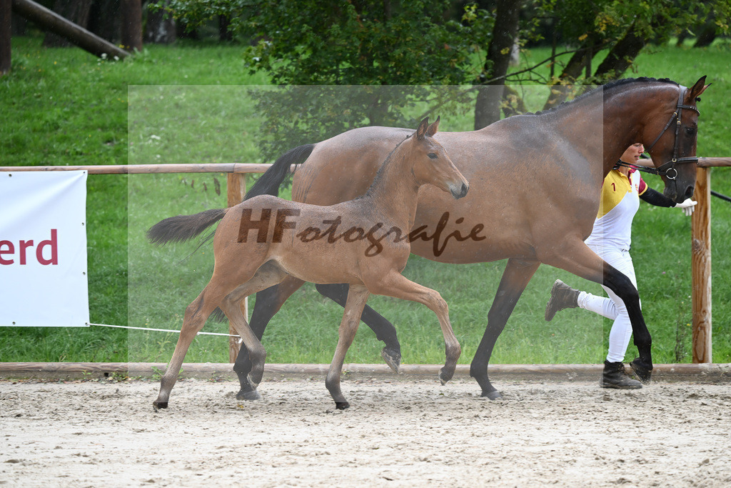 Kat-Nr. 28 HF Franklin_Schneider_25230292 | hf-fotografie - Realisiert mit Pictrs.com