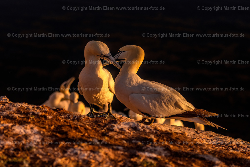 Helgoland Bastölpel Sonnenuntergang_ELS_7415030818 | Helgoland - Aufnahmedatum: 01.08.2018, Aufnahmehöhe:  m, Koordinaten:  - , Bildgröße: 5703 x  3802 Pixel - Copyright 2018 by Martin Elsen, Kontakt: Tel.: +49 157 74581206, E-Mail: info@schoenes-foto.deSchlagwörter:Schleswig-Holstein,Landkreis Pinneberg,Düne,Hochseeinsel,Börteboote,Meer,Küste,Halunder,Oberland,Unterland,Strand,Seehunde,Robben,Lange Anna,Felsen,Roter Felsen,Luftbild,Luftbilder,Bastölpel - Realisiert mit Pictrs.com
