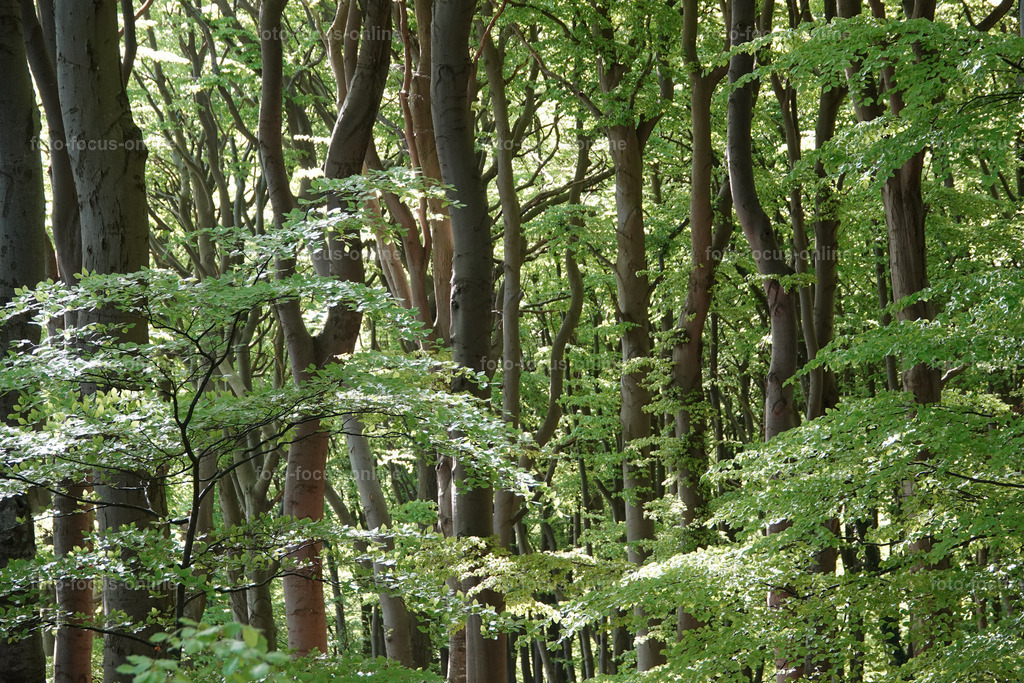 May forest on the coast | May forest on the coast