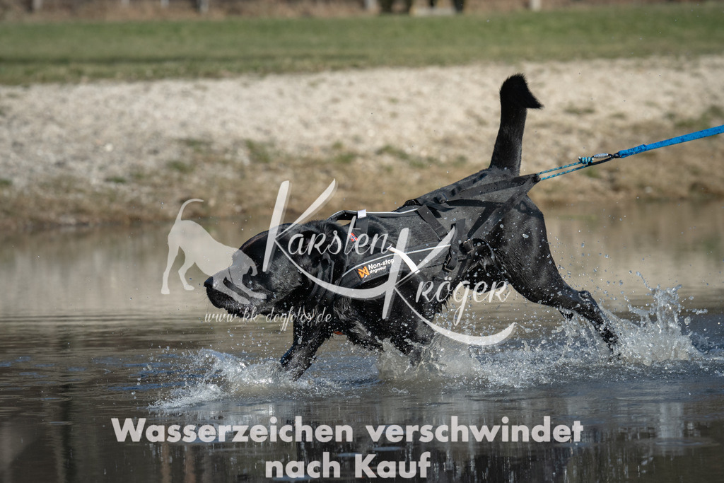 1428_ZZ90498 | kk-dogfotos