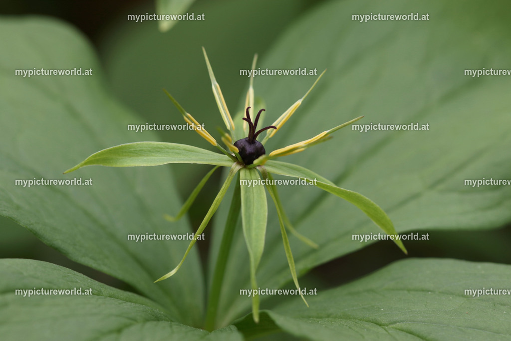 Einbeere-005 | Blütenstand der Einbeere - Realized with Pictrs.com