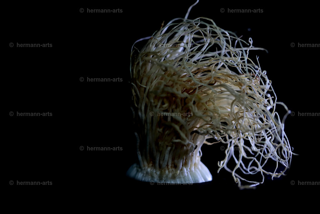 Fruits-Art-022 | Photo Foto Kunst Art schwarzweiss Bilder Rheine Münster Berlin Blumen 