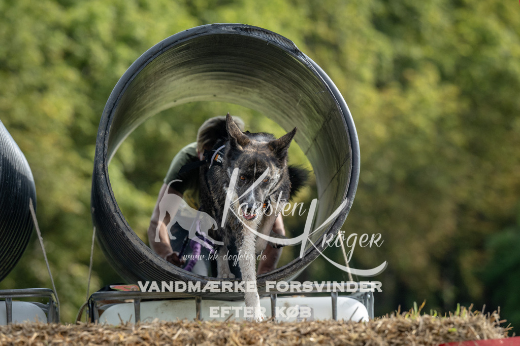 0947_ZZ91152 | kk-dogfotos