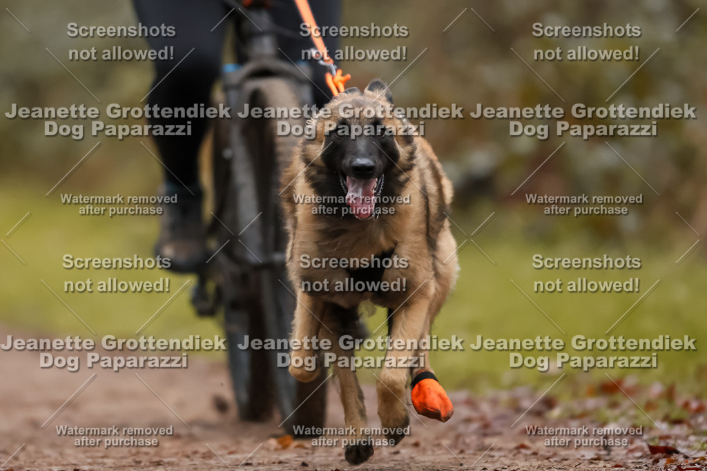 Dog Paparazzi - Speedhunter Mannheim  2025-32 | Dog Paparazzi Jeanette Grottendiek Fotografie & Videografie