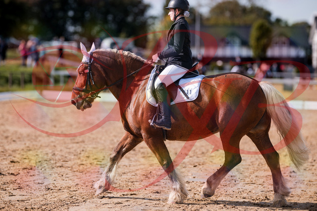2026_10_03_Siefer-Hof_130215_Z81_55677708 | Professionelle Reitsport-, Turnier- und Eventfotografie von Robert Broda. Galerien mit ausgewählten und bearbeiteten Bildern direkt online ansehen und bestellen.