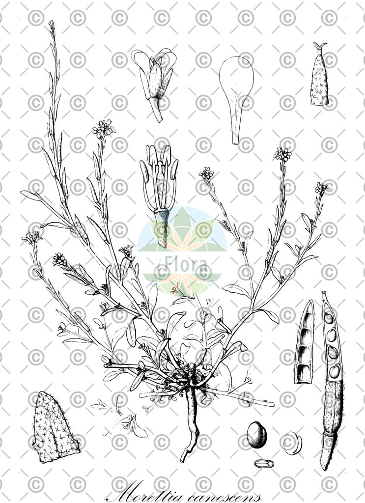 HistAbb_EMP_19250_1_SIMPLE | Historische Abbildung von Morettia canescens - Brassicaceae | Historical Illustration of Morettia canescens - Brassicaceae