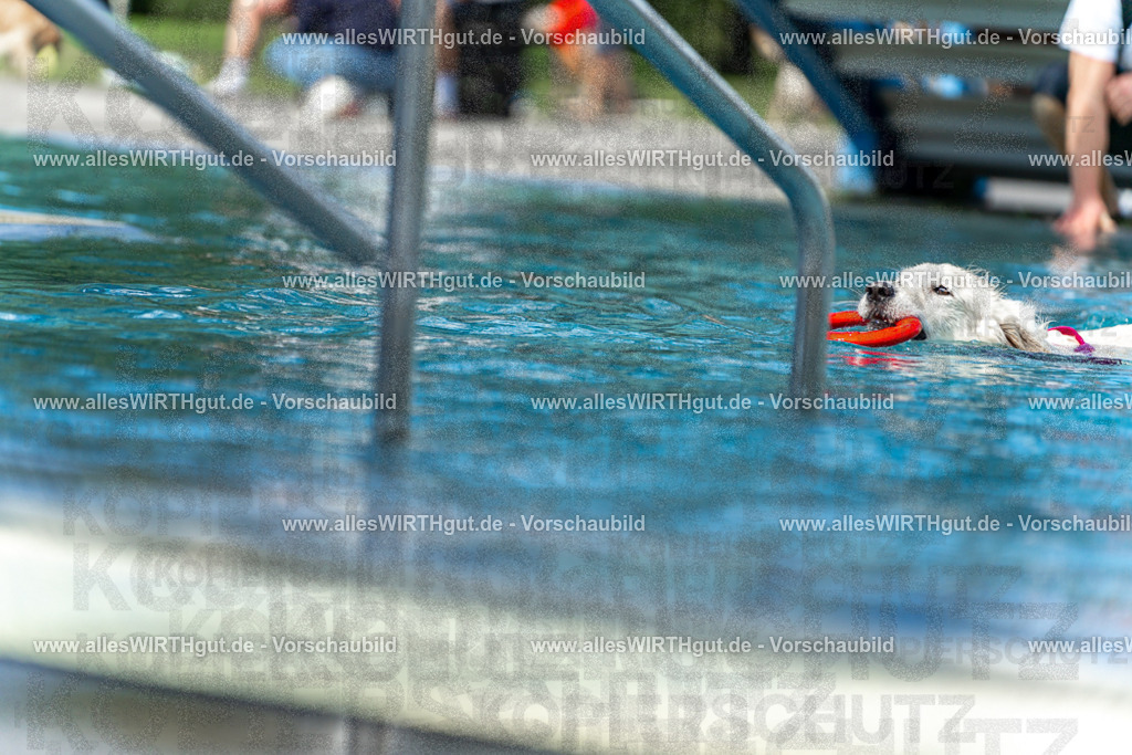 Hundeschwimmen_Volksbad_2026-allesWIRTHgut_Tierfotografie-2609061216-112619-7R500006 | Professionelle Tierfotografie in Mönchengladbach von Daniel Wirth (allesWIRTHgut). Liebevolle & natürliche Bilder von Hunden & Katzen für unvergessliche Erinnerungen.
