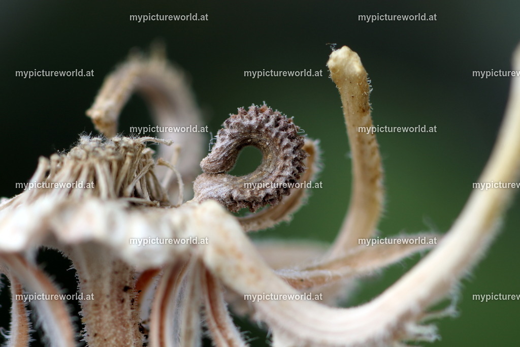 Ringelblume-003 | Samen - Realisiert mit Pictrs.com