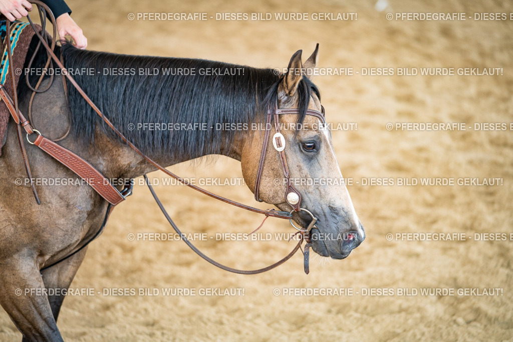 DSC03420 | Pferdegrafie