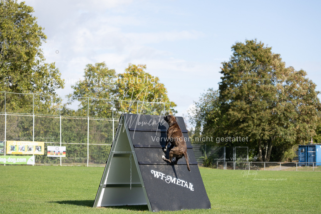 _16A6990 | Einzigartige Fotos von Hunden & Menschen –Actionfotos, Portraits, Vereinsaufnahmen & Paarshootings – authentisch, lebendig & mit Herz.