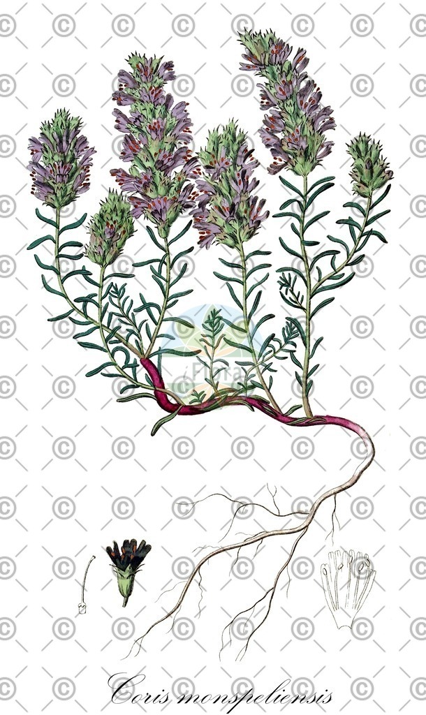 HistAbb_EMP_17784_SRC_Schlechtendal_FLORAD_SIMPLE | Historische Abbildung von Coris monspeliensis - Primulaceae | Historical Illustration of Coris monspeliensis - Primulaceae