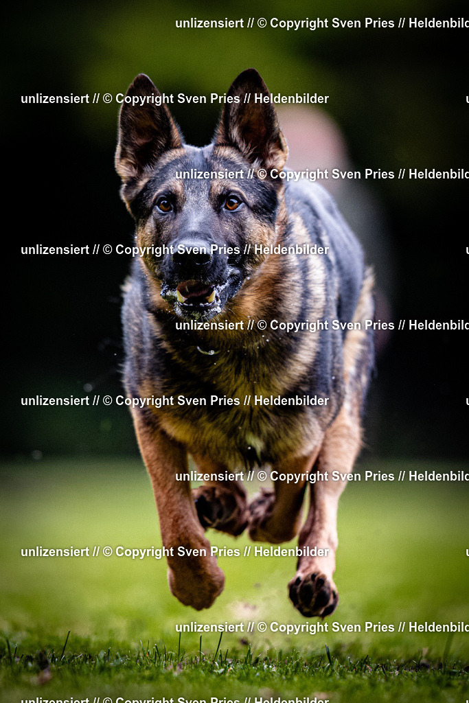 Sven Pries | 2025-10-03 - Hunderennen Obergrombach - Realisiert mit Pictrs.com