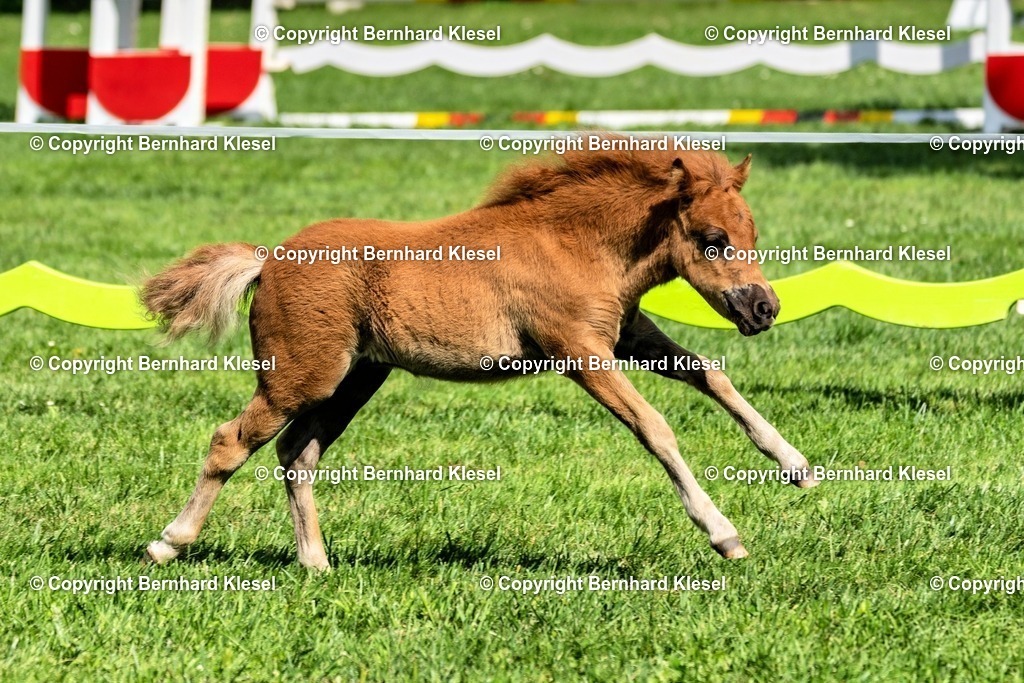 _DSC1677 | foto-team-bernhard - Realisiert mit Pictrs.com